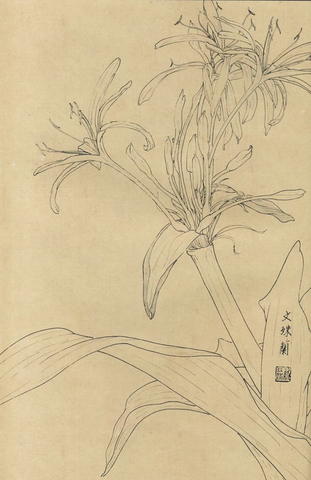 百花图谱73 文殊兰 