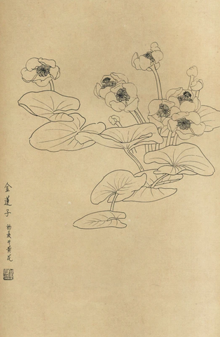 百花图谱74 金莲子 