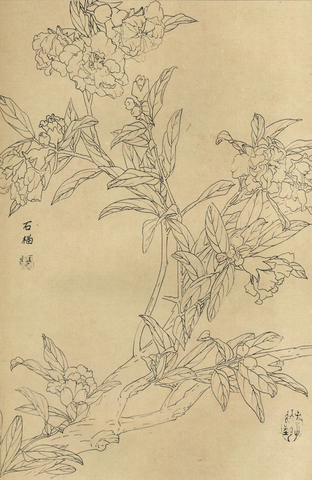 百花图谱75 石榴 