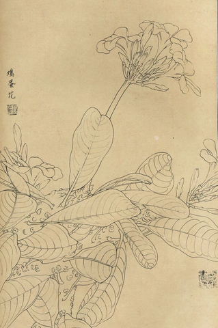 百花图谱76 鸡蛋花 