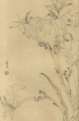 百花图谱77 萱草 