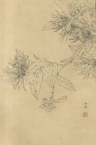 百花图谱82 山丹 