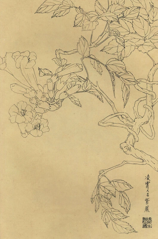 百花图谱83 凌宵 