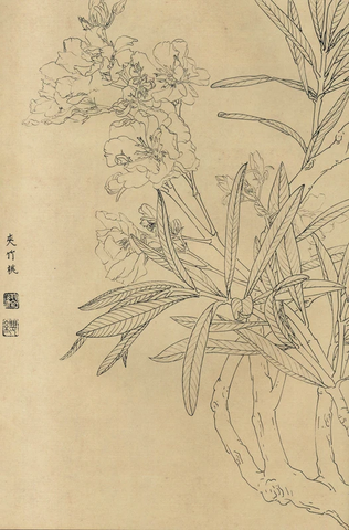 百花图谱84 夹竹桃 