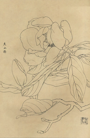 百花图谱85 大山补 