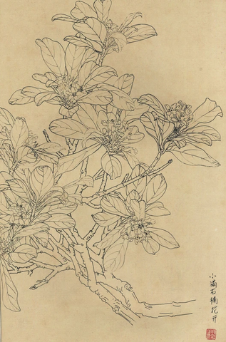 百花图谱89 石楠花 