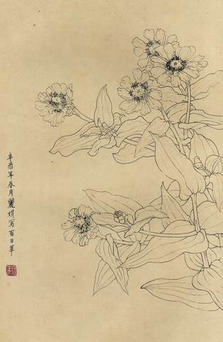 百花图谱91 百日草 