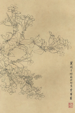 百花图谱93 紫罗兰 