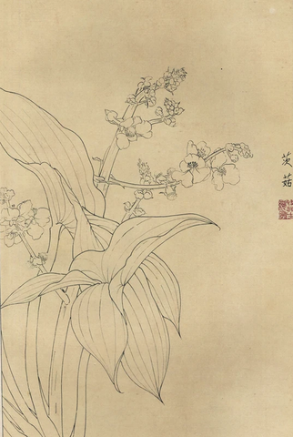 百花图谱95 茨菇 