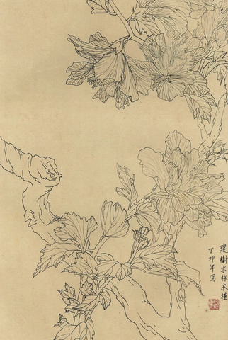 百花图谱96 木槿 