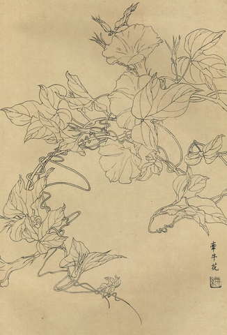 百花图谱99 牵牛花 