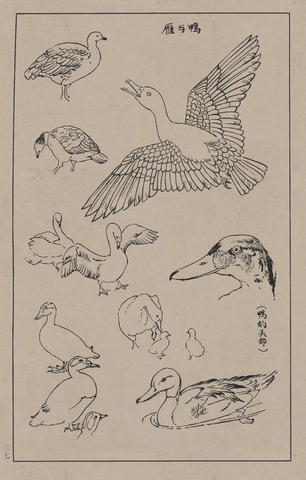百鸟谱 (5) 