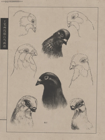 百鸟谱 (61) 