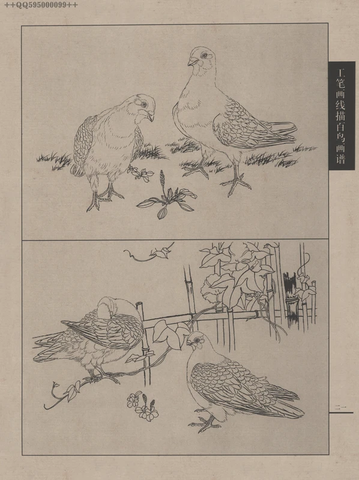 百鸟谱 (68) 