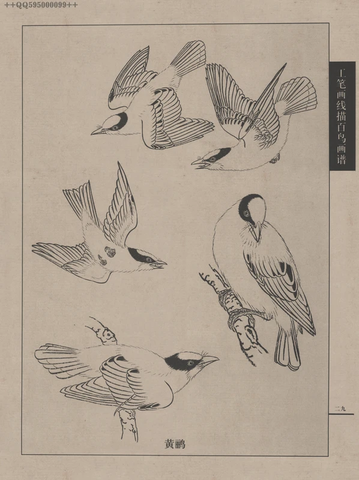 百鸟谱 (74) 