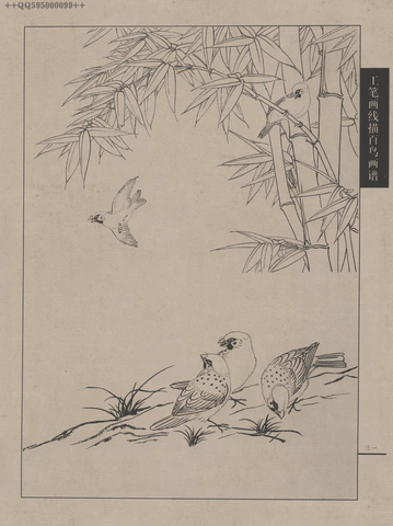 百鸟谱 (75) 
