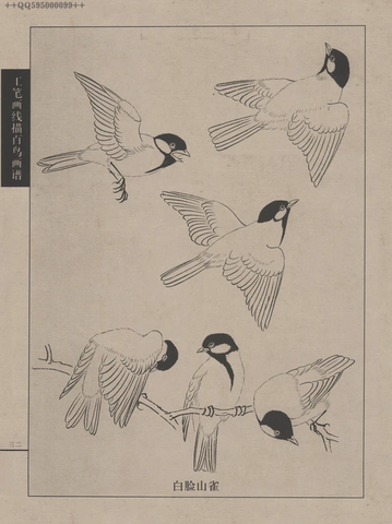 百鸟谱 (76) 