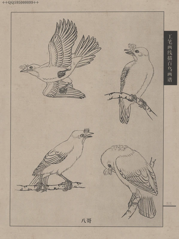 百鸟谱 (77) 