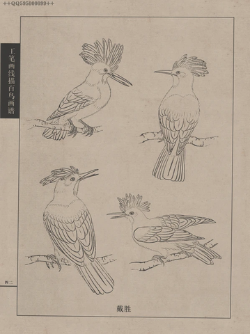 百鸟谱 (81) 