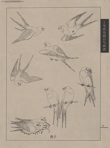 百鸟谱 (82) 