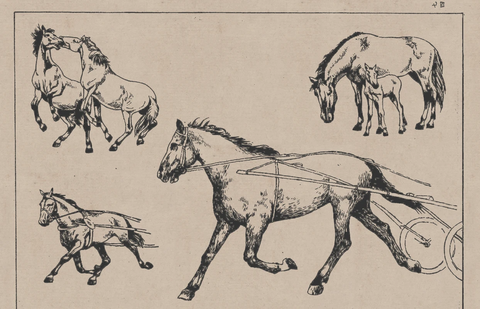 线描百马图谱 (73) 