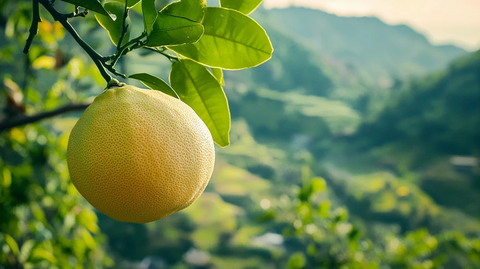 度尾文旦柚详情页