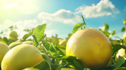 度尾文旦柚详情页