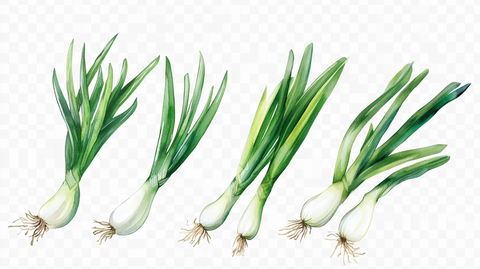 手绘香葱插画