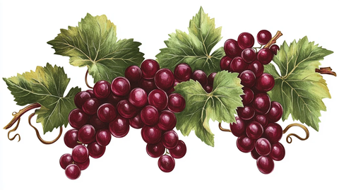 手绘写实葡萄