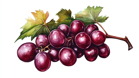 红提葡萄插画