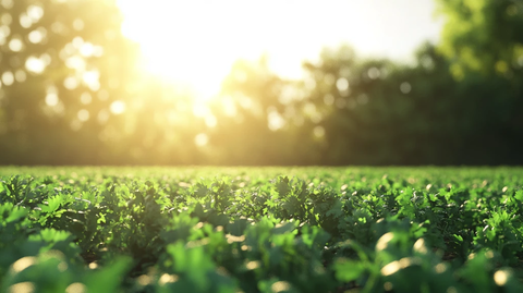 阳光草地绿植