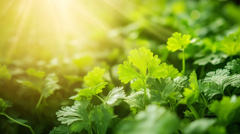 阳光下的香菜