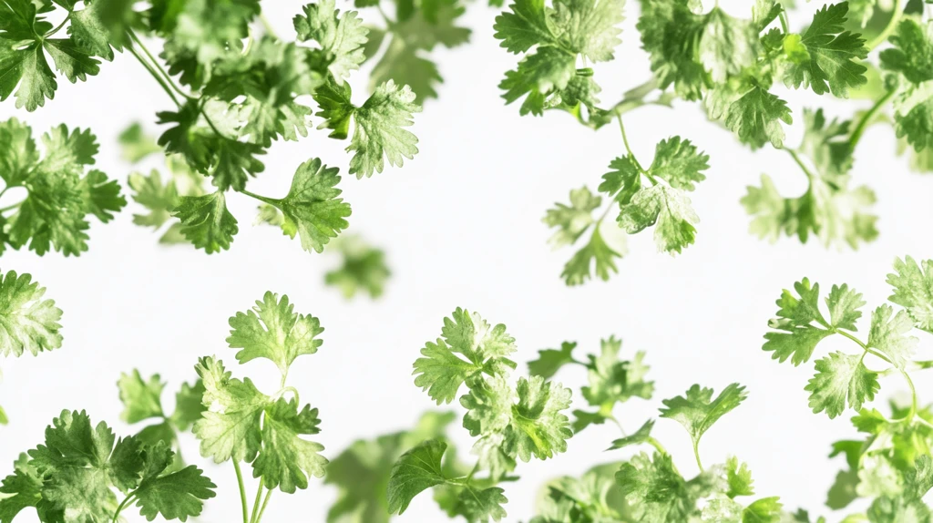芫荽背景
