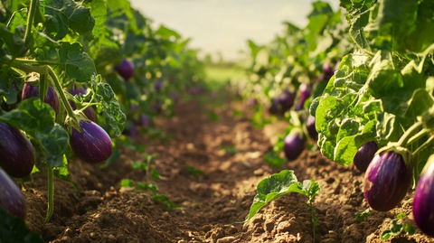 紫色瓜果蔬菜植物