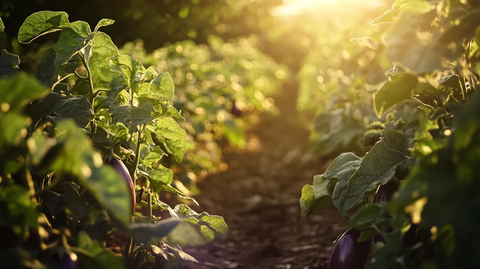 成熟的毛豆阳光灿烂