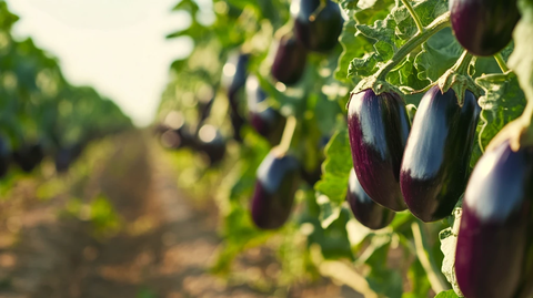 紫色瓜果蔬菜植物
