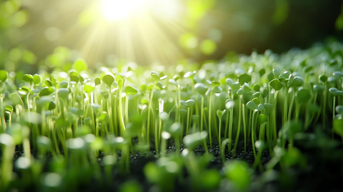 电脑壁纸小苗秧