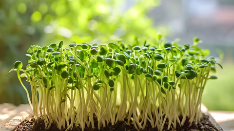 豌豆芽详情