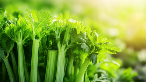 香芹高清图