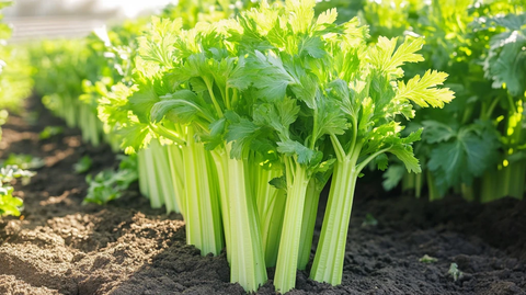 芹菜种植蔬菜种植
