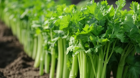 芹菜种植蔬菜种植