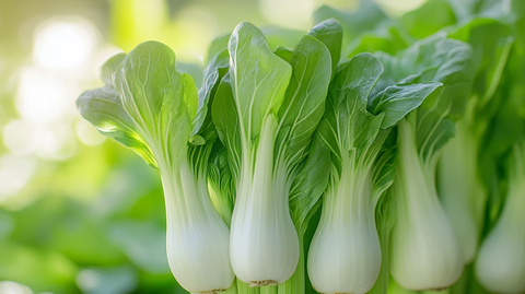 青菜图片大全