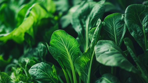 生长中的小青菜