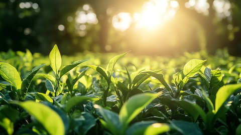 阳光茶芽