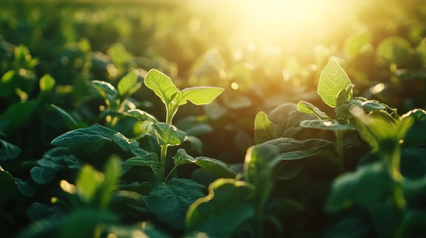 阳光下的蚕豆苗
