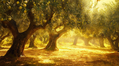 橄榄树阳光灿烂的气氛
