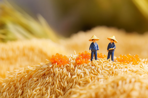 稻田缩微农作场景