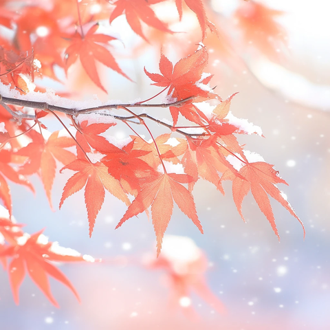 红枫叶雪景