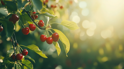 树上成熟的诱人樱桃