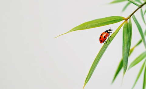 竹叶上的瓢虫